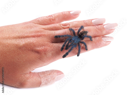 Tarantula spider (Avicularia versicolor), a woman's hand
