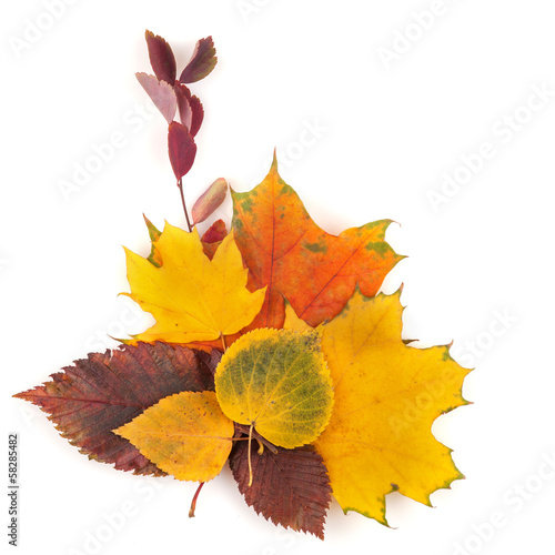 Autumn leaves bouquet isolated