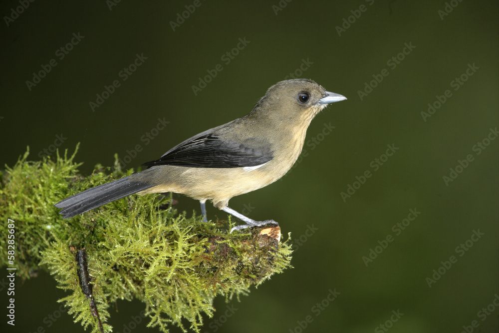 Fototapeta premium Black-goggled tanager, Trichothraupis melanops,