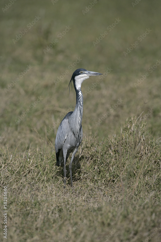 Black-headed heron, Ardea melanocephala Black-headed heron, Ardea melanocephala