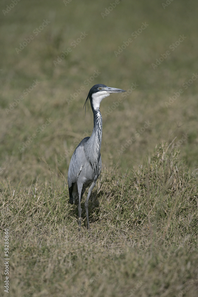 Black-headed heron, Ardea melanocephala