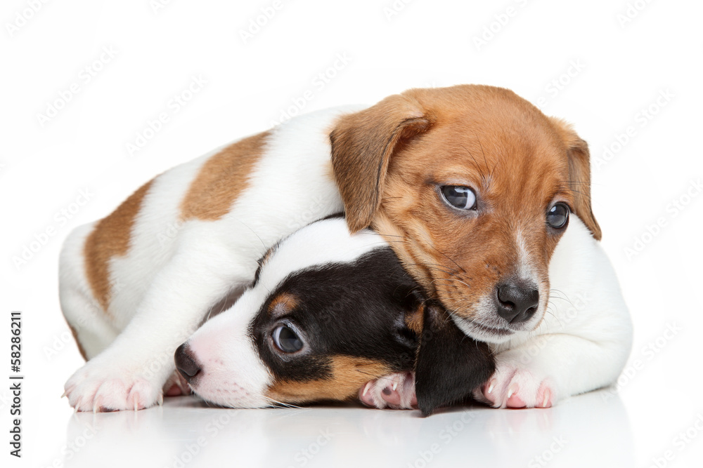 Jack-Russell terrier puppies