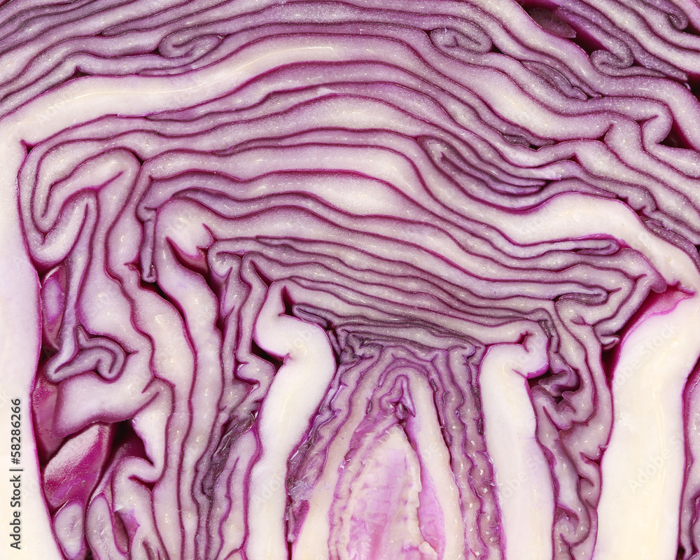 Obraz premium Slice of violet cultivated cabbage.