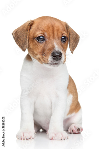 Fototapeta Naklejka Na Ścianę i Meble -  Jack-Russell dog puppy