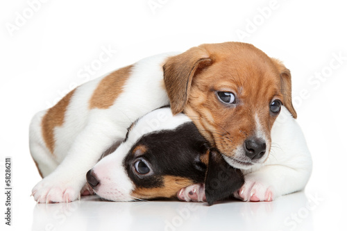 Jack-Russell terrier puppies © jagodka