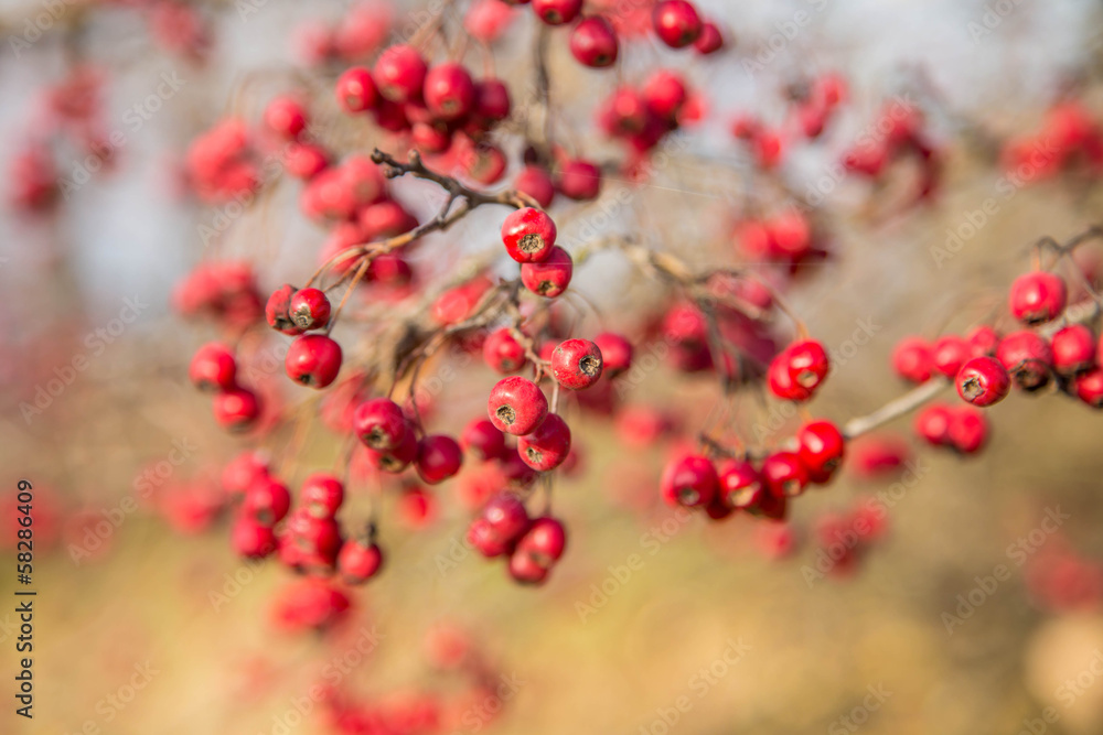 Bunch of hawthorn red berries on the branch. Bunch of hawthorn red berries on the branch.