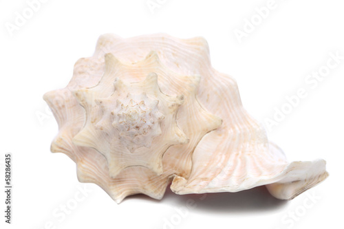 Sea shell. Close up.