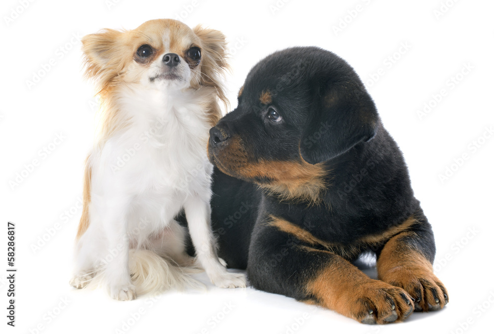 puppy rottweiler and chihuahua puppy rottweiler and chihuahua