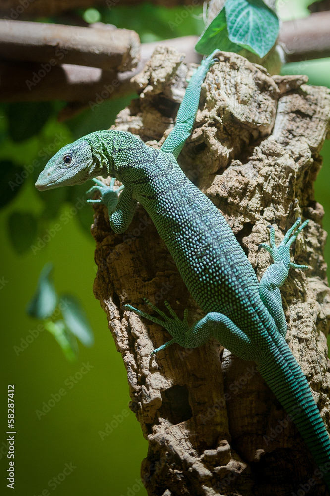 Naklejka premium Varan emeraude