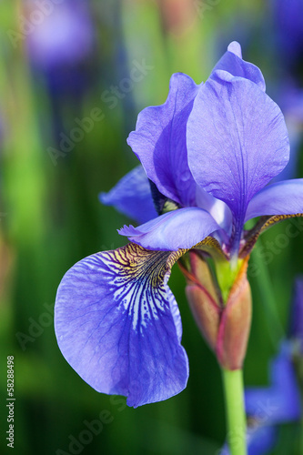 Fototapeta Naklejka Na Ścianę i Meble -  Iris closeup