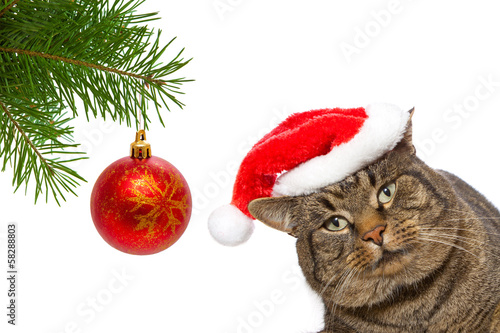 Gray cat with red Santa Claus hat . 