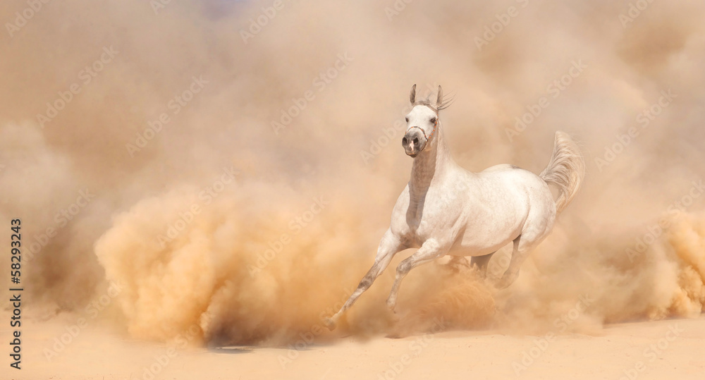 Purebred arabian horse running in desert