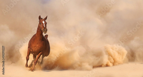 Purebred Arabian Stallion #58293227