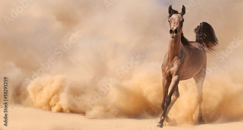 Purebred arabian horse running in desert