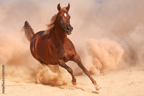 Purebred arabian horse running in desert #58293261