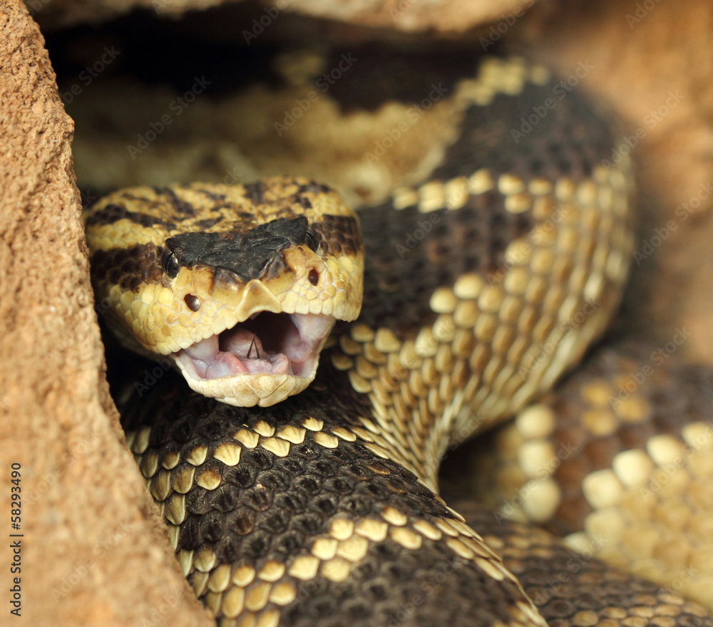 rattlesnake rattlesnake