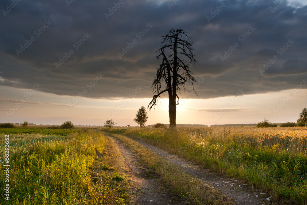 Fototapeta premium Sunset over field