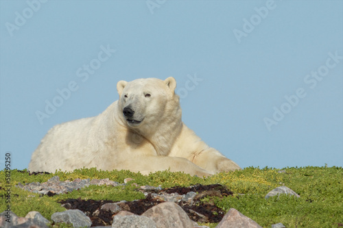 Wary Polar Bear on a grassy knoll