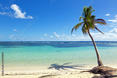 Palm tree at tropical caribbean sea beach, La Caravelle, Guadeloupe island photo