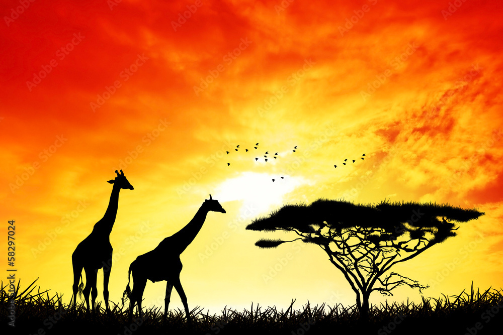 Naklejka premium Giraffes in African landscape