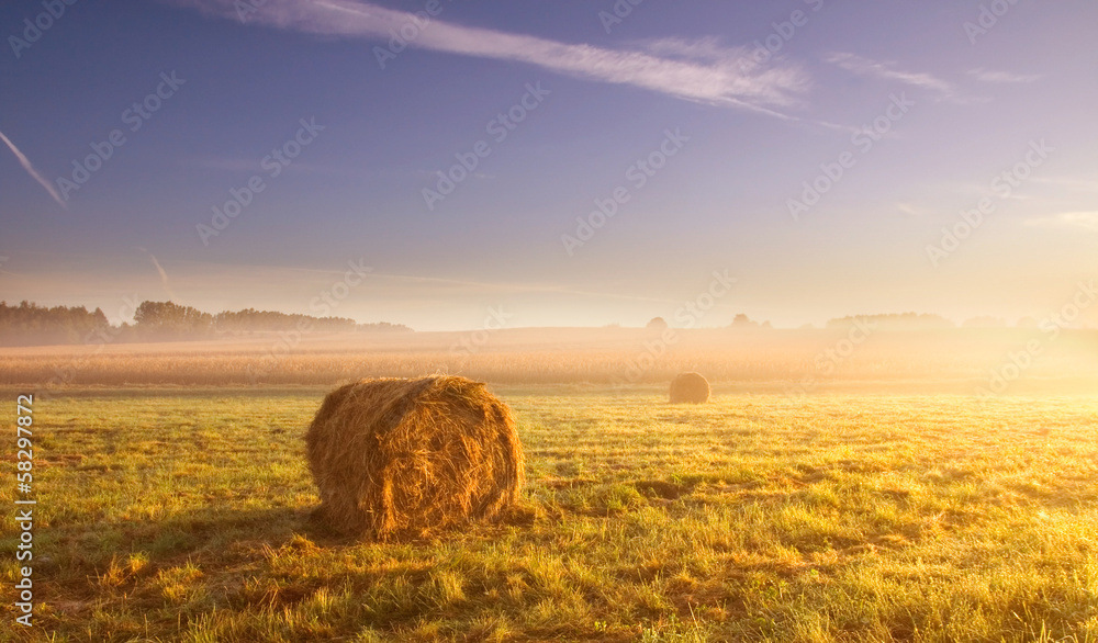 morning meadow landscape