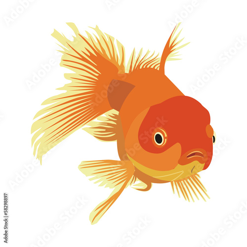 goldfish