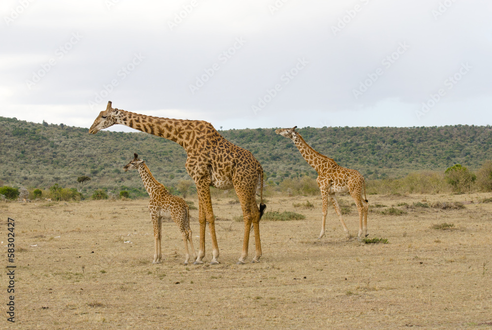 Obraz premium adult and young giraffe family on grasslands