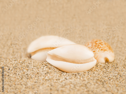 Shells on the beach, Joal Fadiouth, Senegal