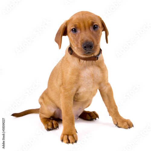 Purebred red German Pinscher puppy