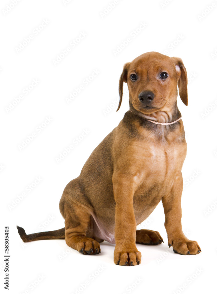 Purebred German Pinscher puppy Purebred German Pinscher puppy
