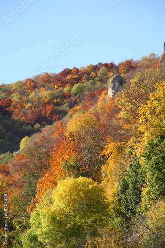 autumn forest [kw-en]