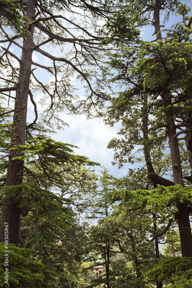 Fototapeta premium Trees in a forest, Shimla, Himachal Pradesh, India
