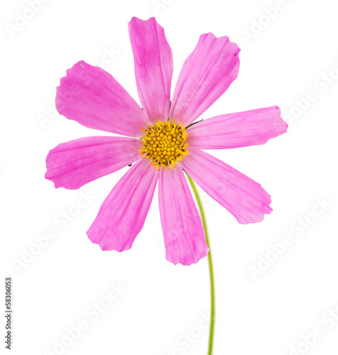 Pink Cosmea Rose. Beautiful Cosmos Flower