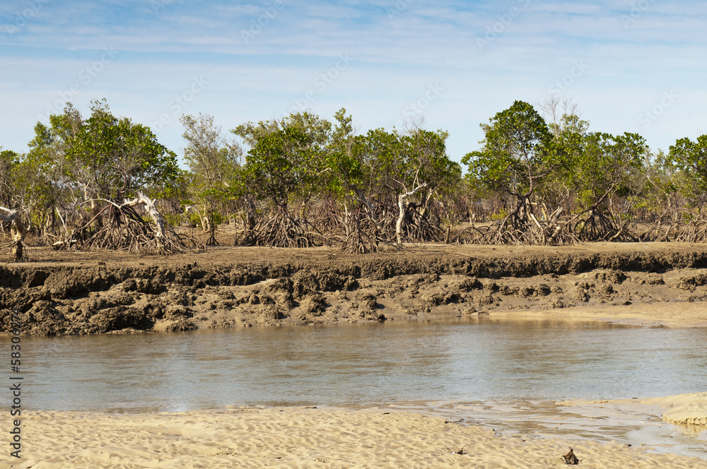 Mangrove Mangrove