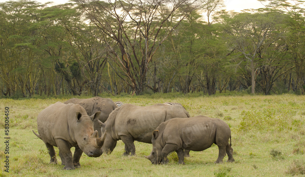 group of rhinos on the grasslands of africa