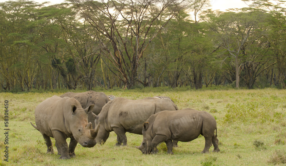 Fototapeta premium group of rhinos on the grasslands of africa