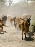 african cattle moving along dust track