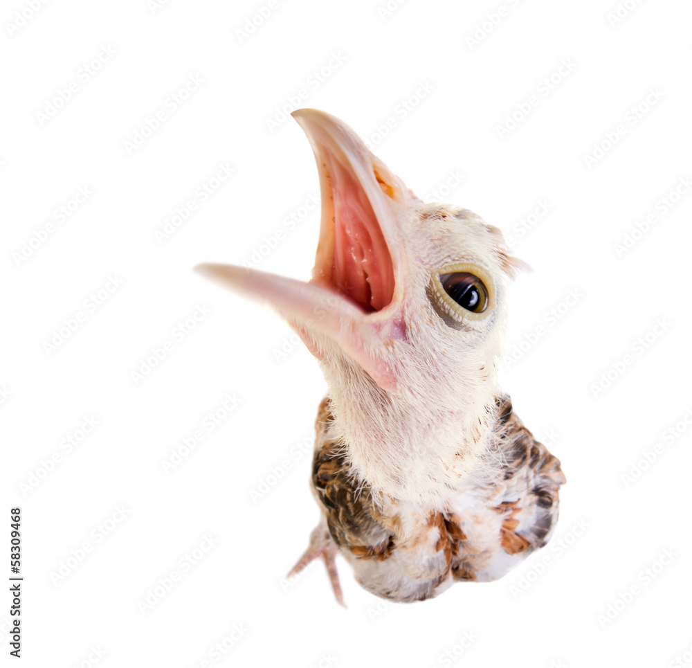 Obraz premium nestling