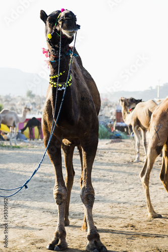 Camels at Pushkar Camel Fair, Pushkar, Ajmer, Rajasthan, India © imagedb.com