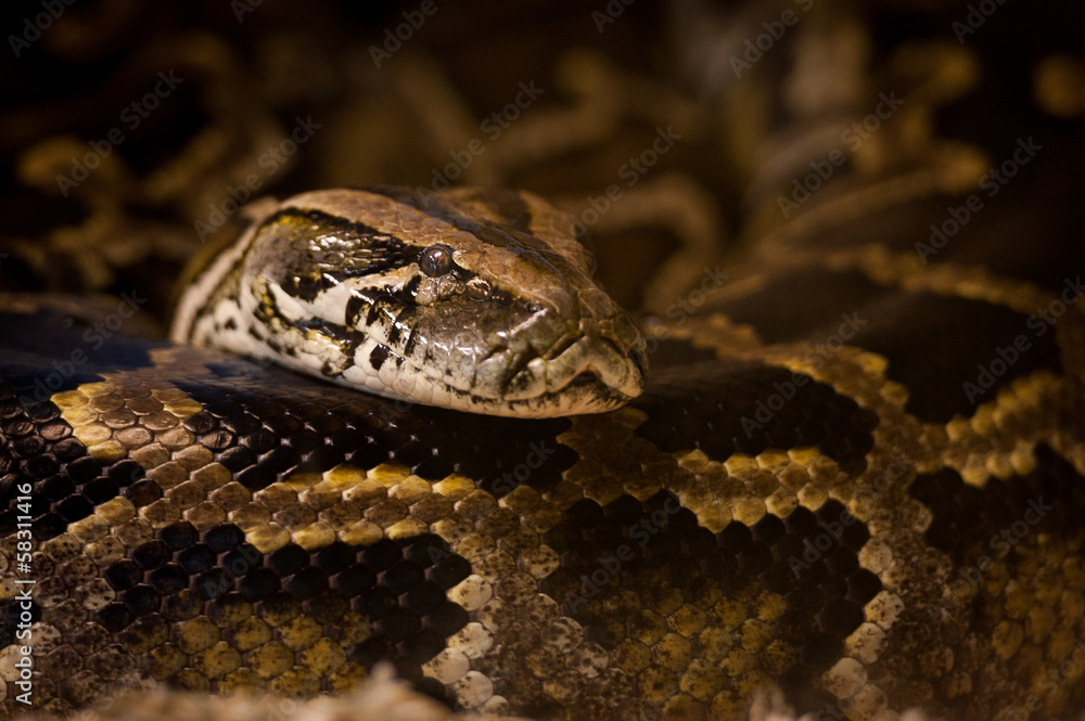 Obraz premium Portrait de python royal