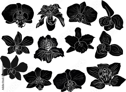 Fototapeta Naklejka Na Ścianę i Meble -  collection of twelve orchid silhouettes