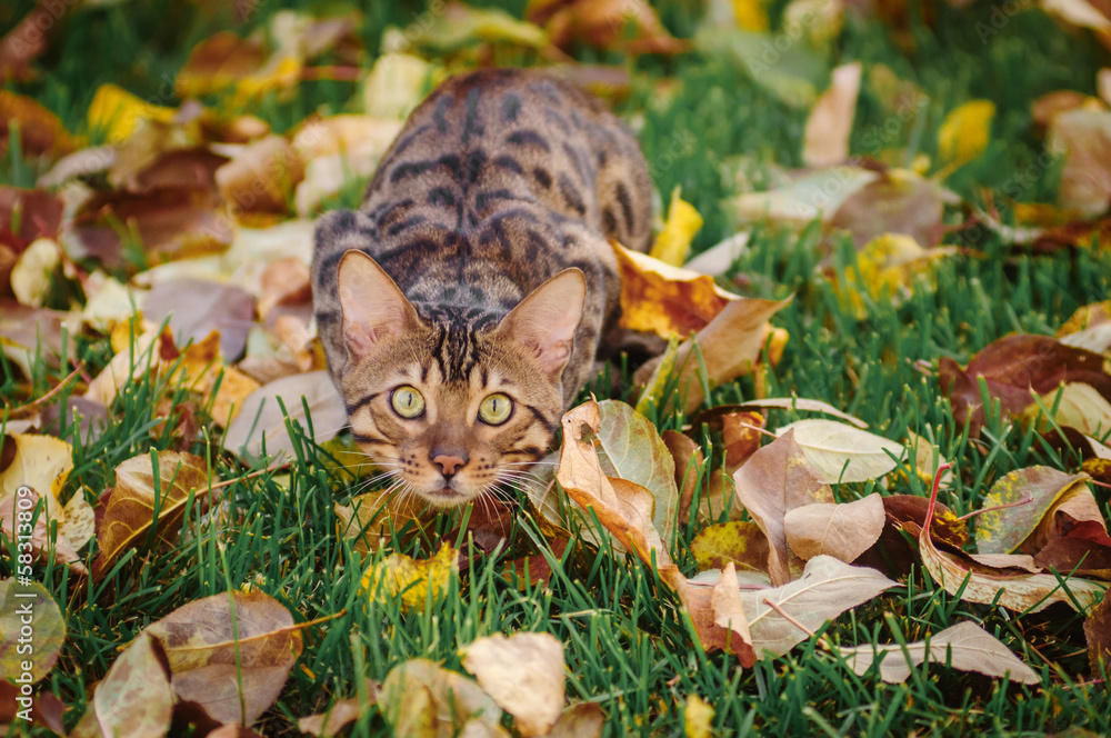 Bengal cat lying in autumn leaves