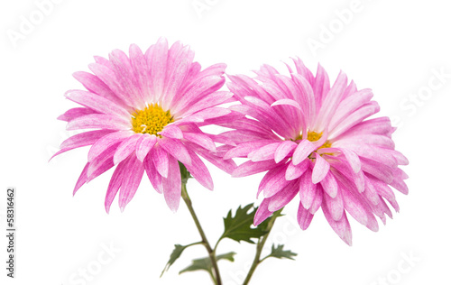 pink chrysanthemum isolated