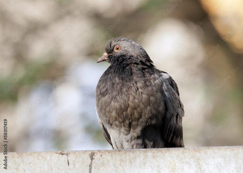 Fototapeta premium Pidgeon looking with its orange eye into the camera.