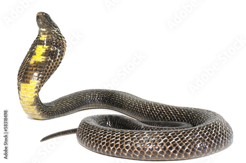 Black Pakistani Cobra