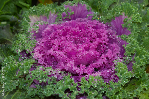 Ornamental cabbage (Brassica oleracea) close up