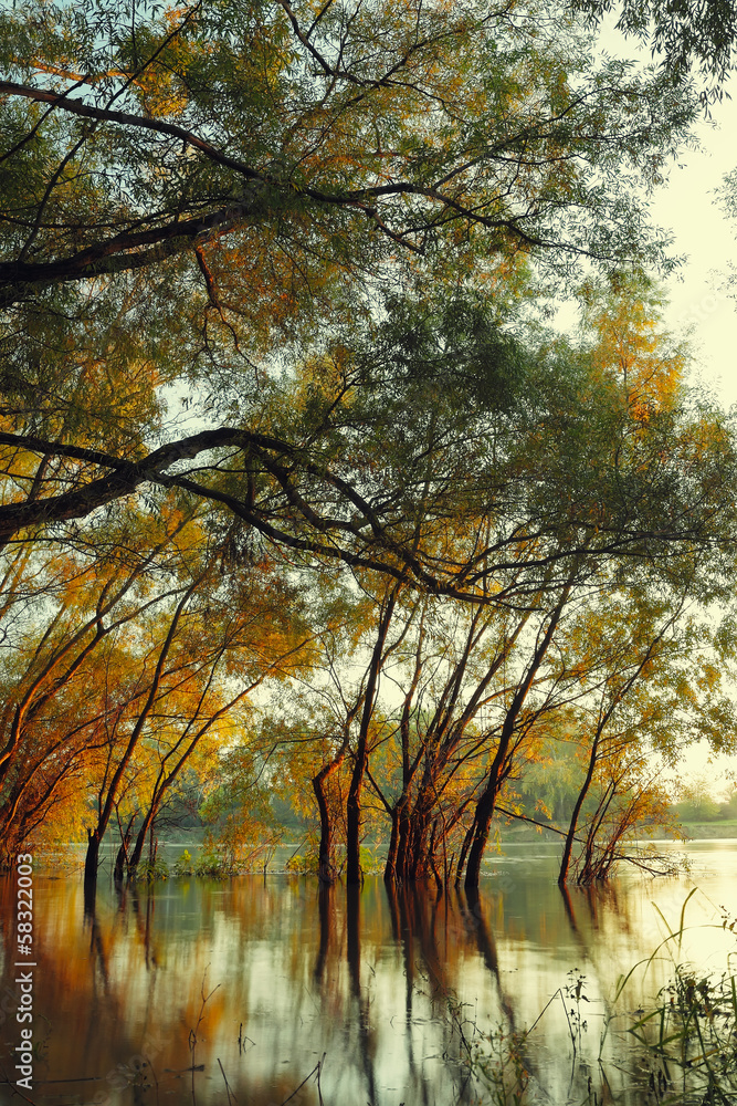 Autumn trees in river
