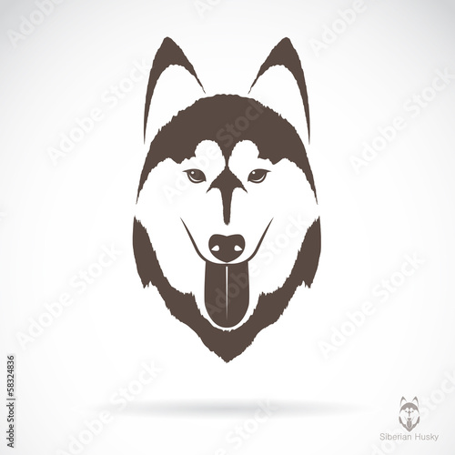 Vector image of an dog siberian husky