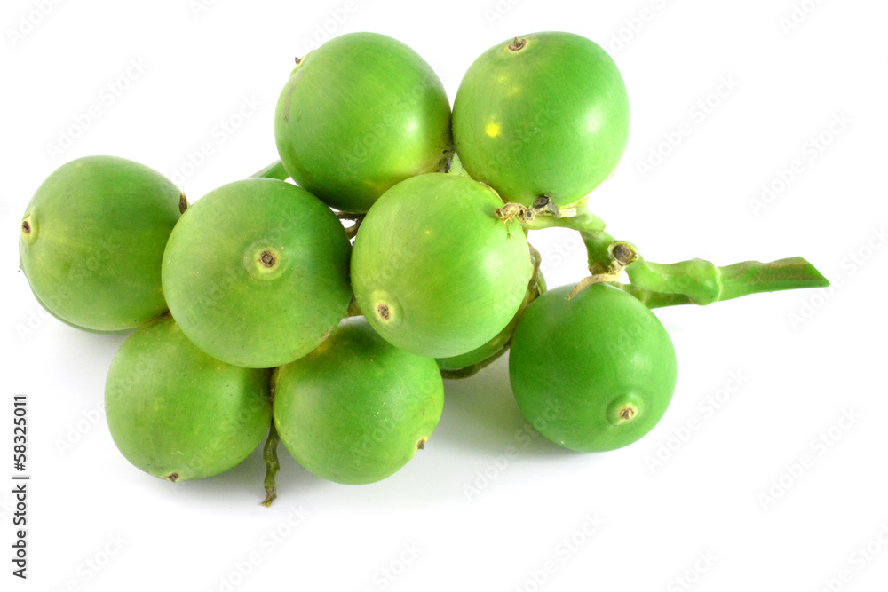 Betel palm on white background Betel palm on white background