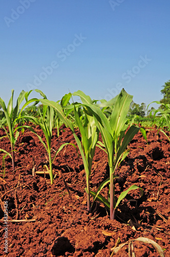 Corn seedlings crop field